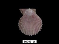 藏品(高貴海扇蛤)的圖片